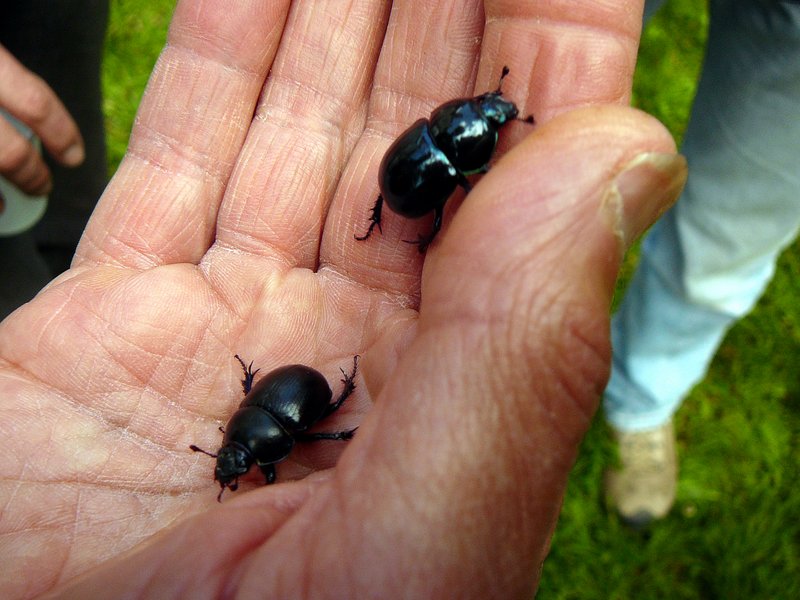 Bousiers Anoplotrupes stercorosus (G) et Trypocopris pyrenaeus (D)